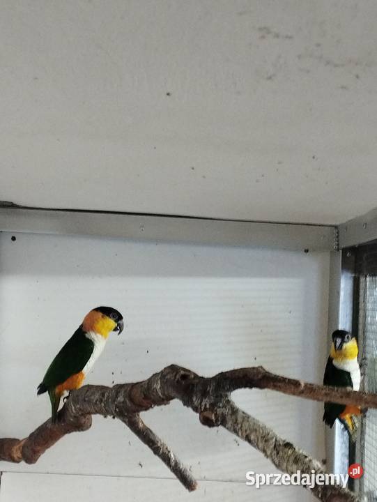 Barwinki czarnogłowe Ptaki Przeciszów