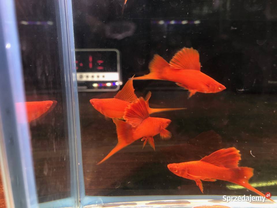 Mieczyk Kalafior Cauliflower Full Red albino Justynów