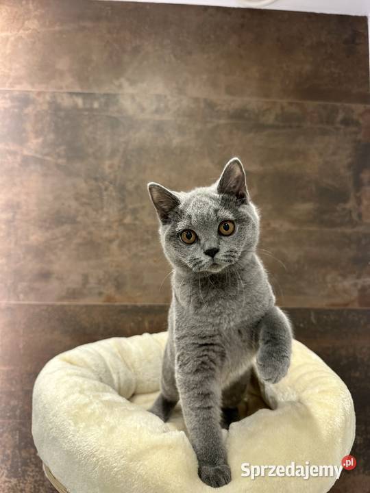 Śliczne rodowodowe kocięta brytyjskie Warszawa