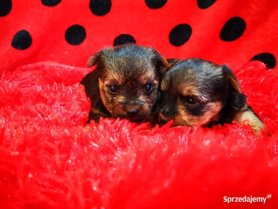 York shire terrier Białystok