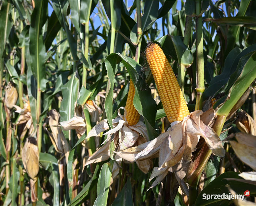 Materiał siewny kukurydza Hulk FAO 250 na Międzychód
