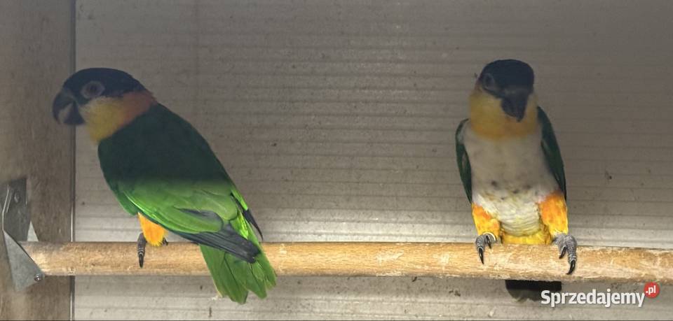 Barwinki czarnogłowe pary lęgowe 1