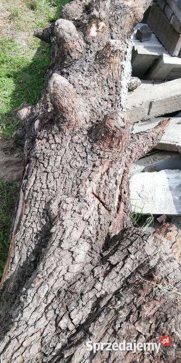 Pień kłoda gruszy Ostrów Wielkopolski