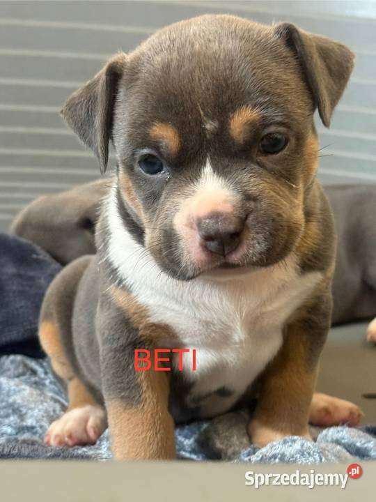 Amstaff Zapraszamy do rezerwacji Szczenięta o Amstaff Sarnowo