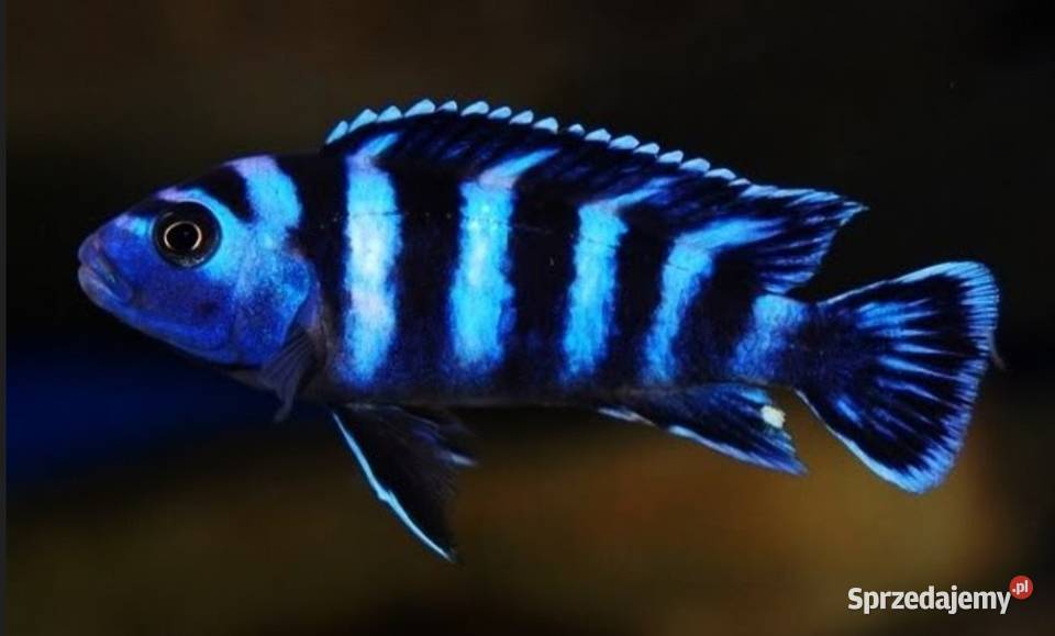 Chindongo demasoni Malawik pasiasty SZEROKA pomorskie Gdańsk