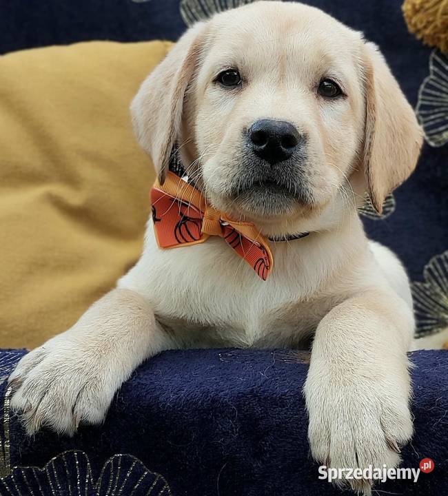 Labrador Retriever ZKwPFCI szczenięta warmińsko-mazurskie Nowe Miasto Lubawskie