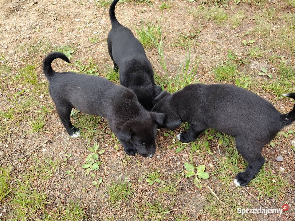 Pieski Szczeniaki Rasowe Psy podlaskie Białystok sprzedam