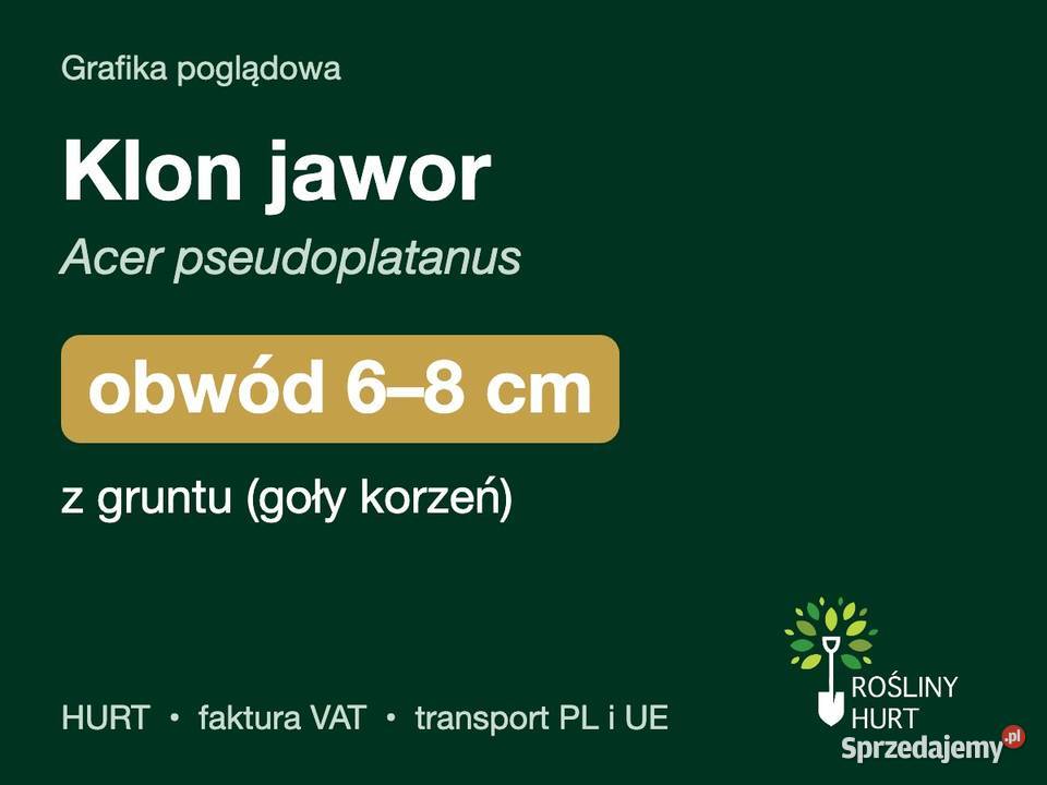 Klon jawor Acer pseudoplatanus obwód 68 z gruntu sprzedam