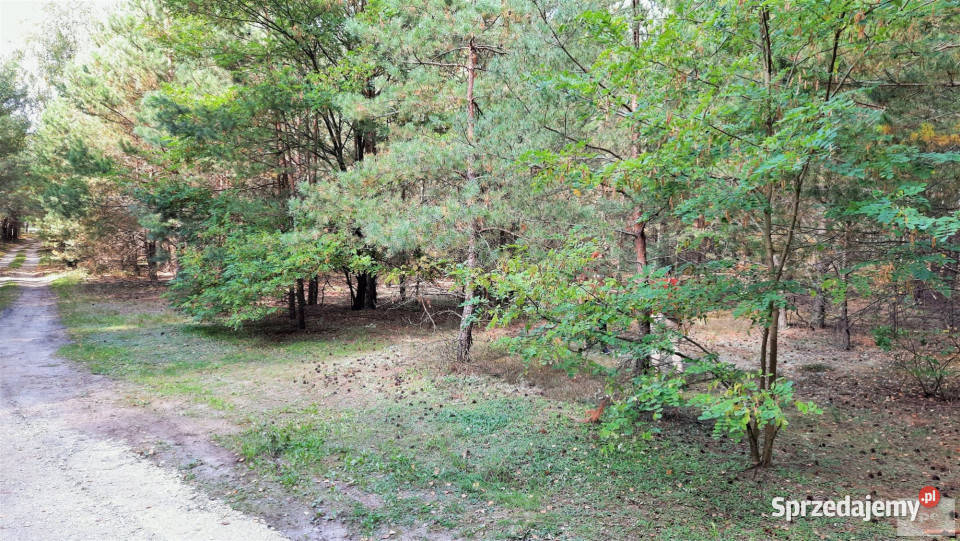 Sprzedam działka 3021m2 Aleksandrów