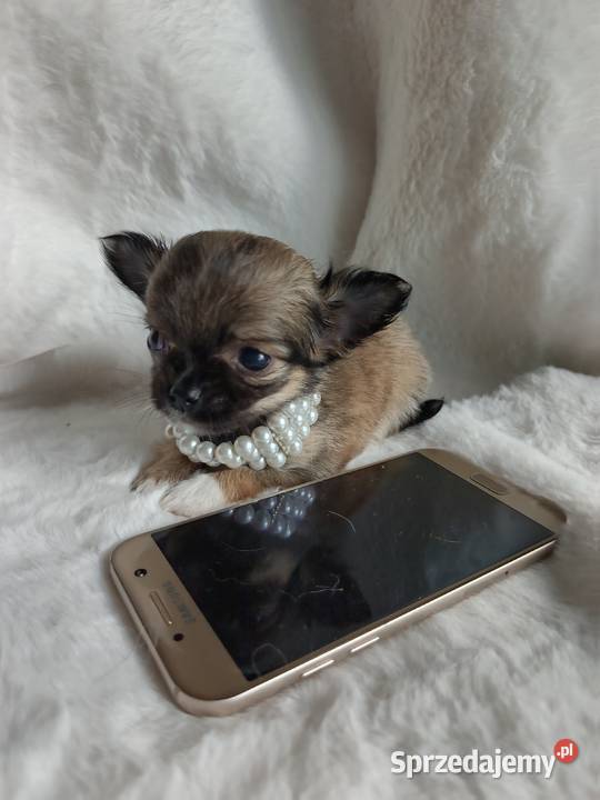 Chihuahua dziewczynka długowłosa Xd suczka Inowrocław