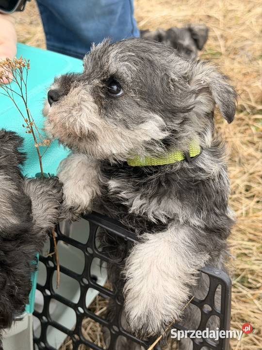 Sznaucer Miniatura pieprz i sól Gdańsk