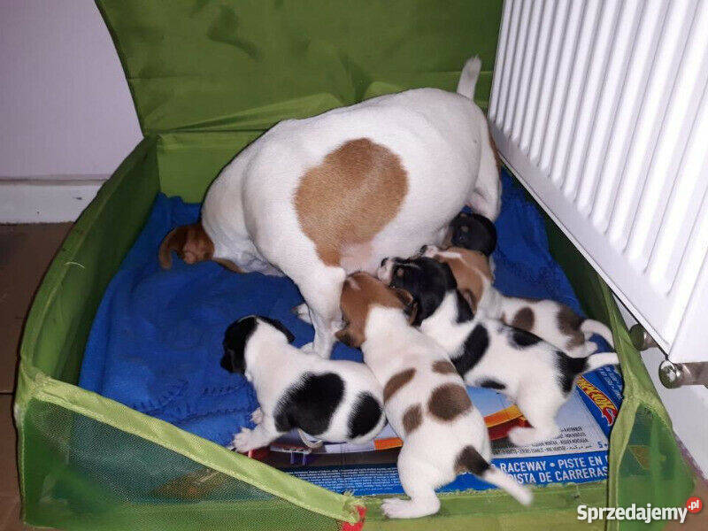 Jack Russell Terrier piękne szczeniaki
