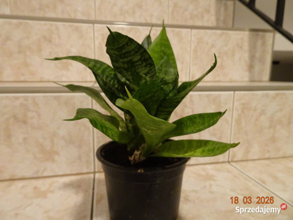 Sansewieria karłowata wężownica mazowieckie Warszawa