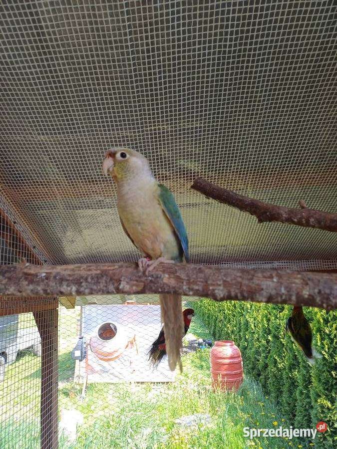 Papugi Faliste nimfy świergotki rozelle wielkopolskie Kalisz sprzedam