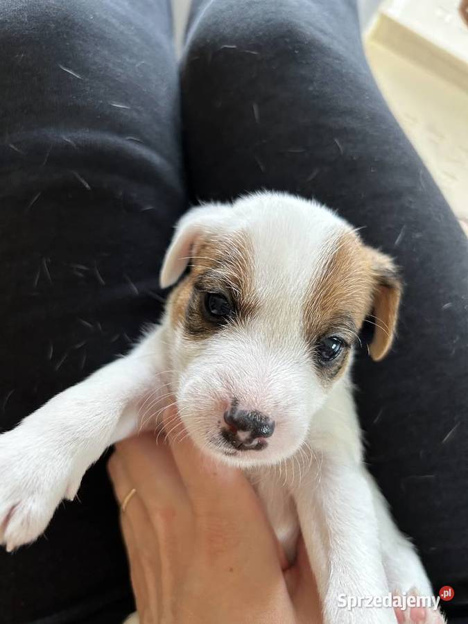 Szczenięta Parson Russell Terrier