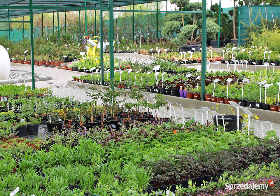 Thuje wrzosy berberys hortensja trawy ogrodowe mazowieckie Cieśle sprzedam