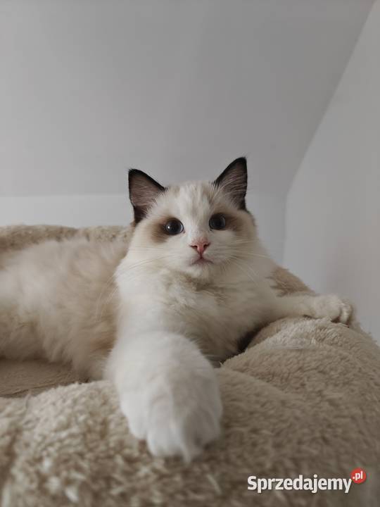 Kocięta Ragdoll towarzyskie hodowla 12 lat Lublin