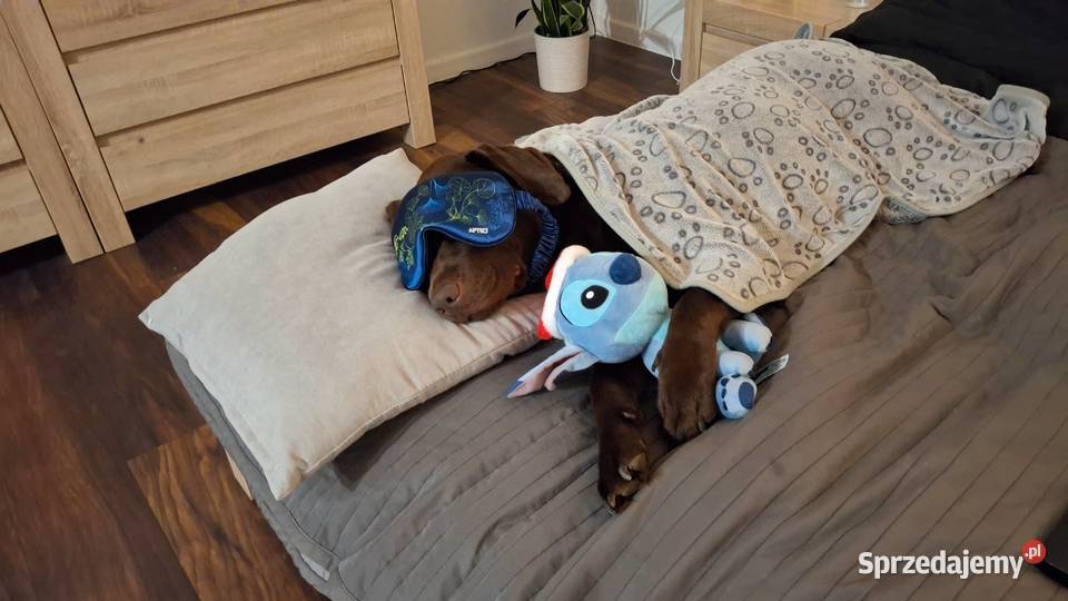 Labrador Retriever ZKwP FCI Szczenięta Labrador Lniano