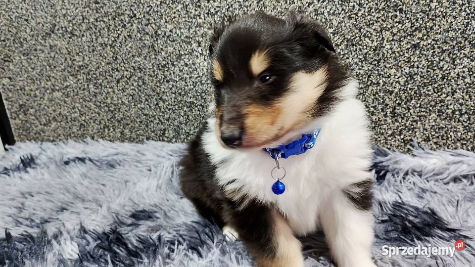 ZKwP FCI Owczarek Szkocki Collie Mińsk Mazowiecki