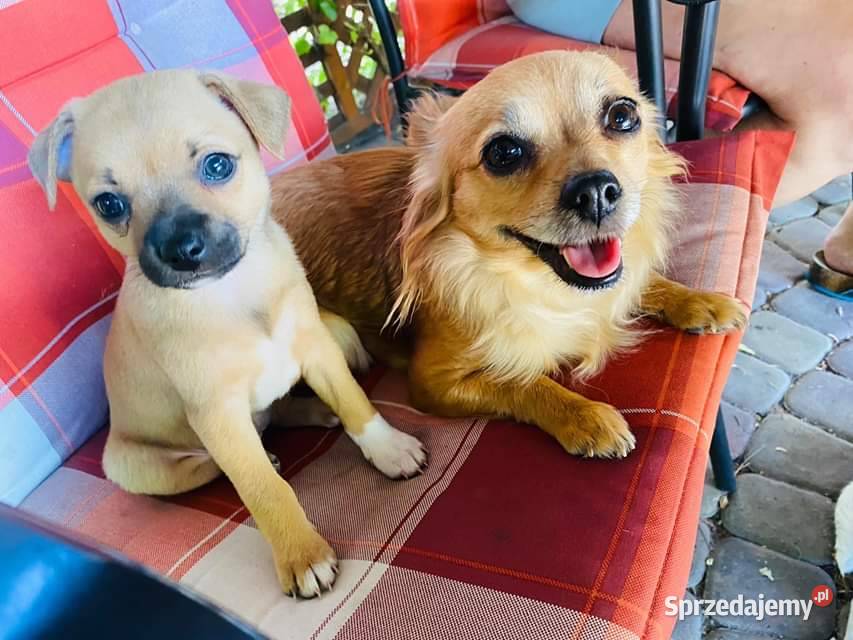 Sprzedam pieski sprzedam