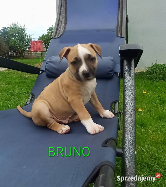 American Staffordshire Terrier Amstaff podlaskie Sokoły