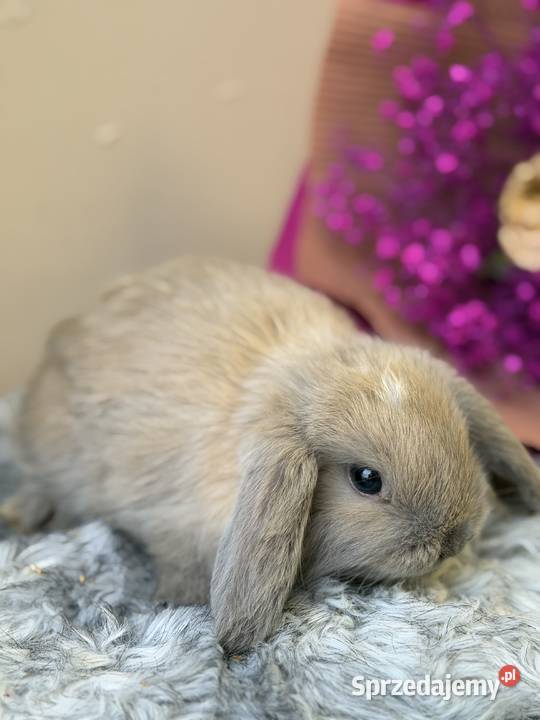 mini lop króliczek miniaturka karzełek Wadowice