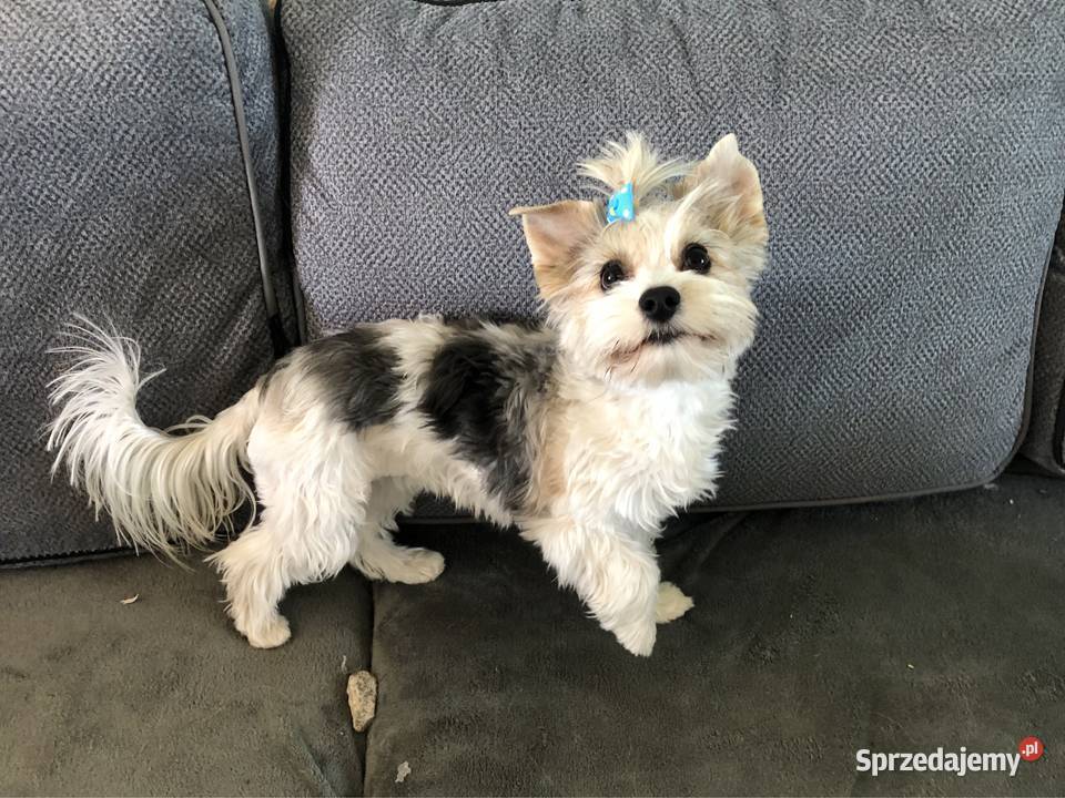 Suczka york biewer Ajsze rodowód IHR Kopaszyn