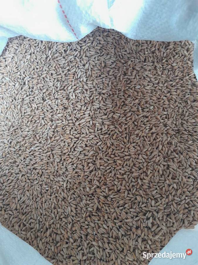 Przenżyto Sekret Zboża Zboża Ryki