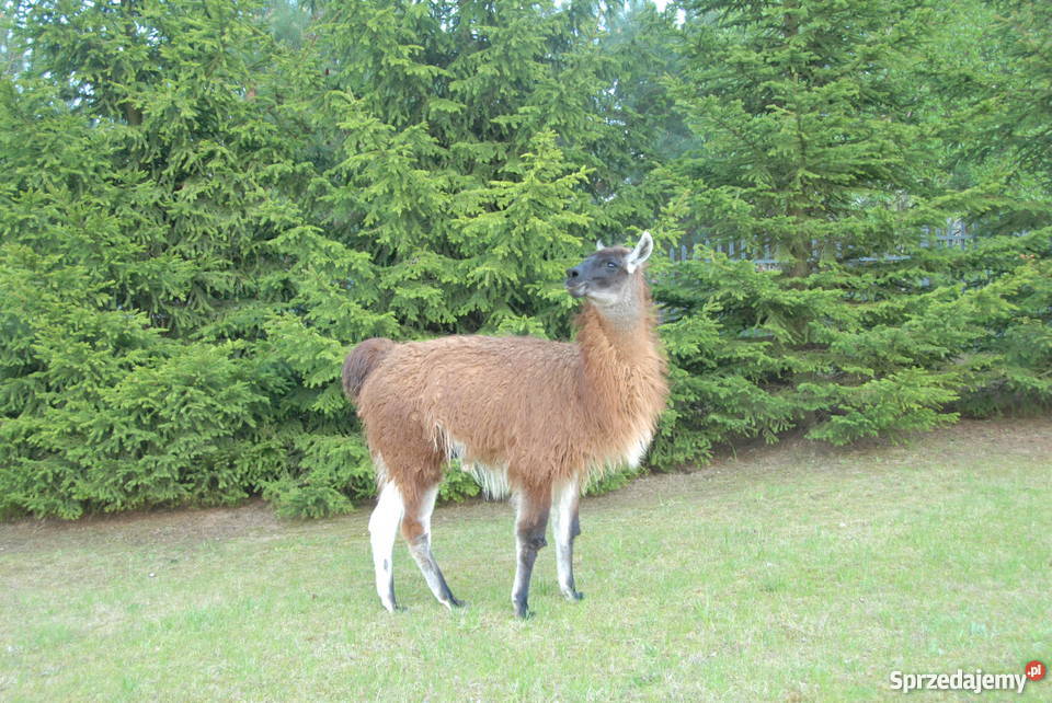 Lama sprzedam zamienię