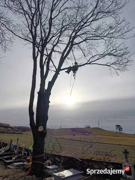 Wycinka drzew trudnych metodą arborystyczną
