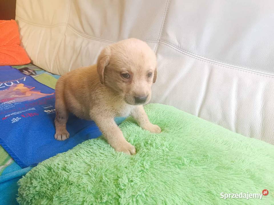 Labrador szczeniak Bielsko Biała śląskie Bielsko-Biała