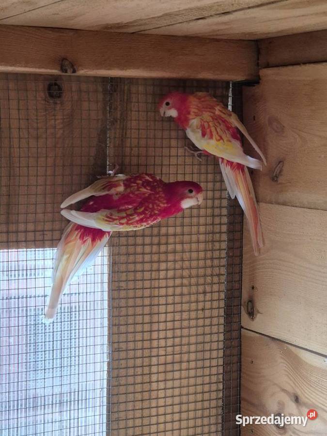 Rozelle białolice Brzezie sprzedam