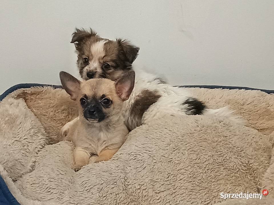 Chihuahua pieski sprzedam