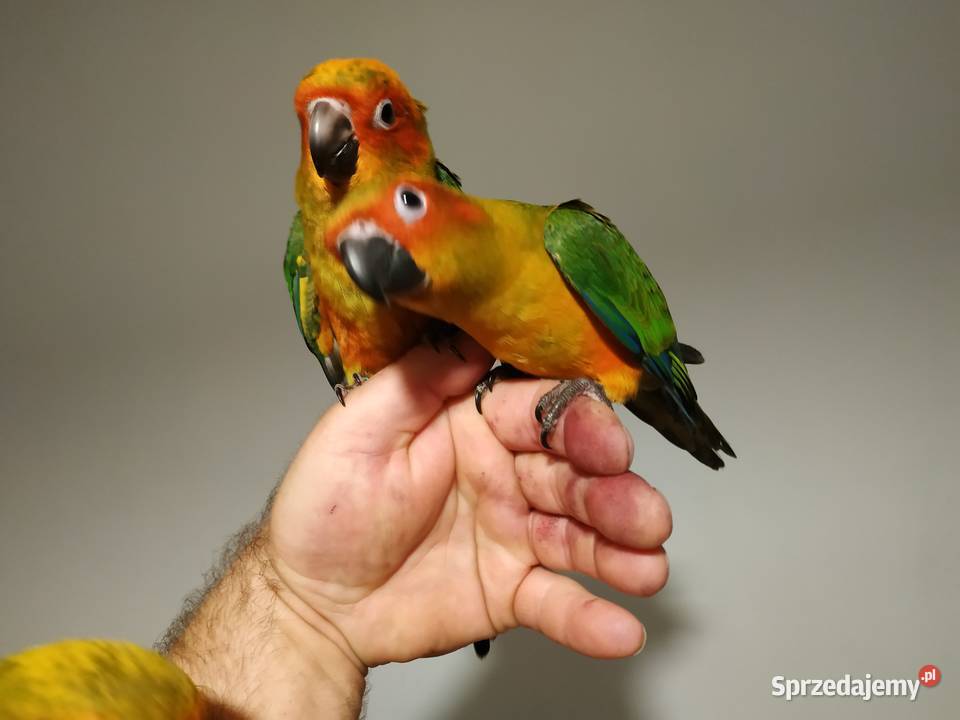 Konura słoneczna ręcznie karmiona oswojona 2020 Budzów