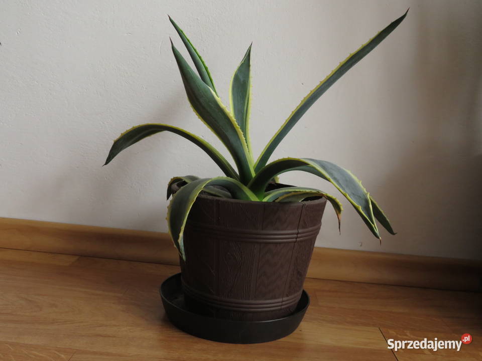 Agawa sukulent 45 Wieliczka