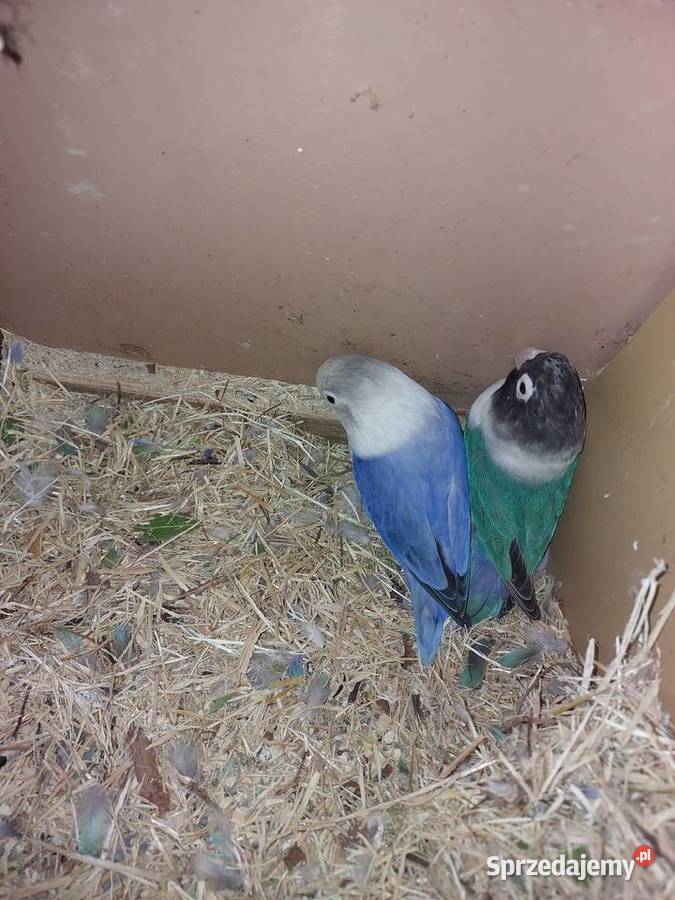 Sprzedam papugi nierozłączki Błaszki