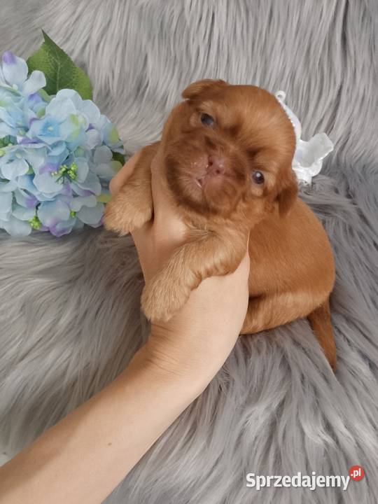 Unikatowy piesek rasy ShihTzu Namysłów