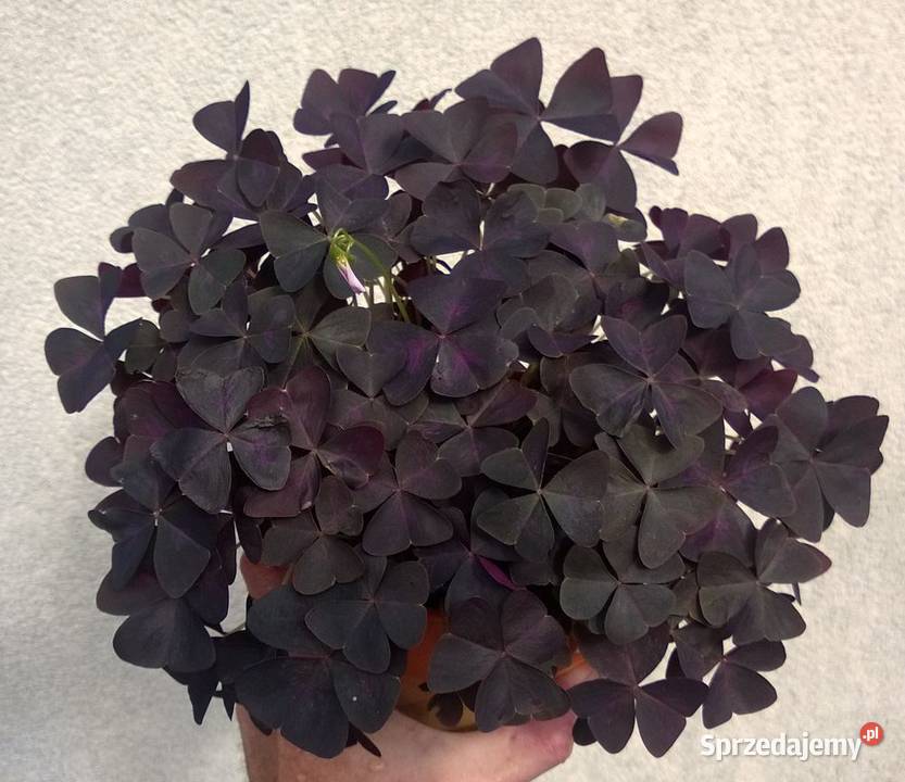 Szczawik trójkątny purpurowy koniczynka bulwy sprzedam