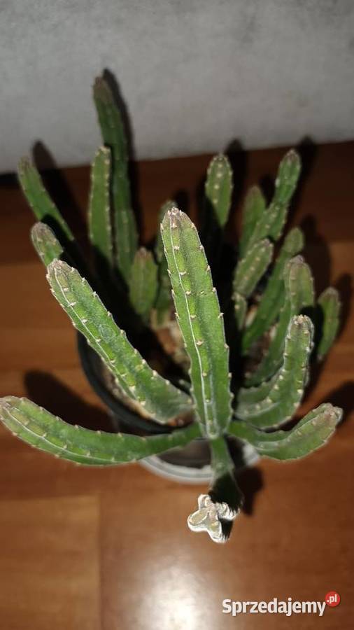 Stapelia 2 sukulent roślina rosnąca Warszawa