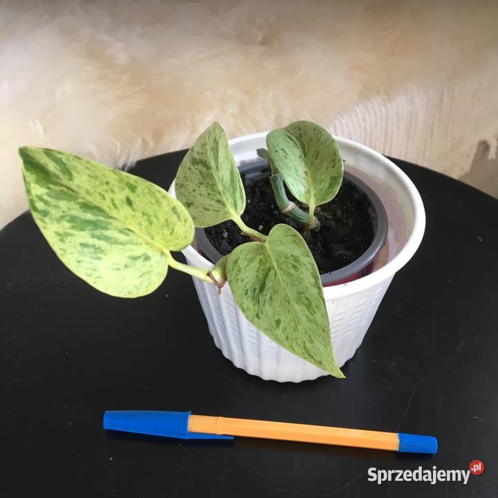 Rośliny z domowej ekologicznej uprawy Warszawa