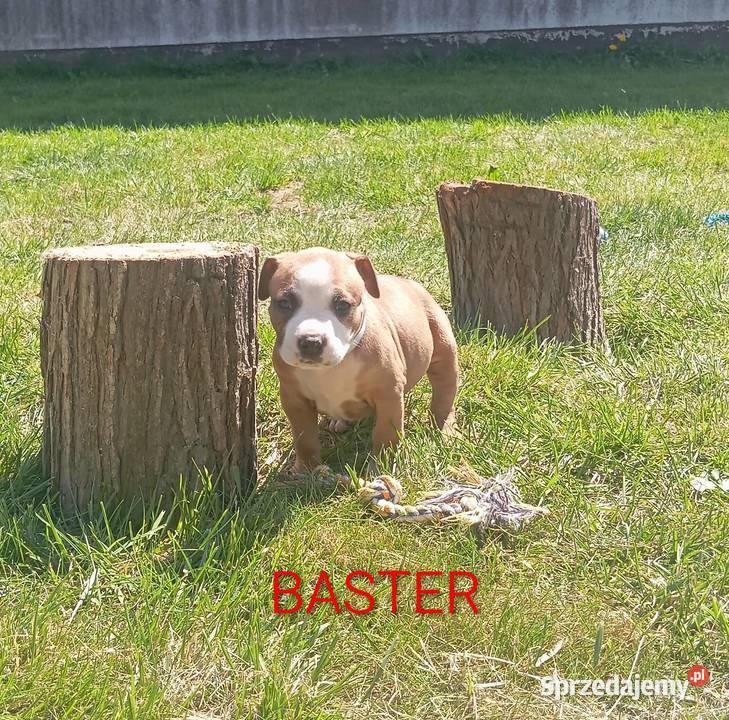 American Staffordshire Terrier podlaskie Białystok
