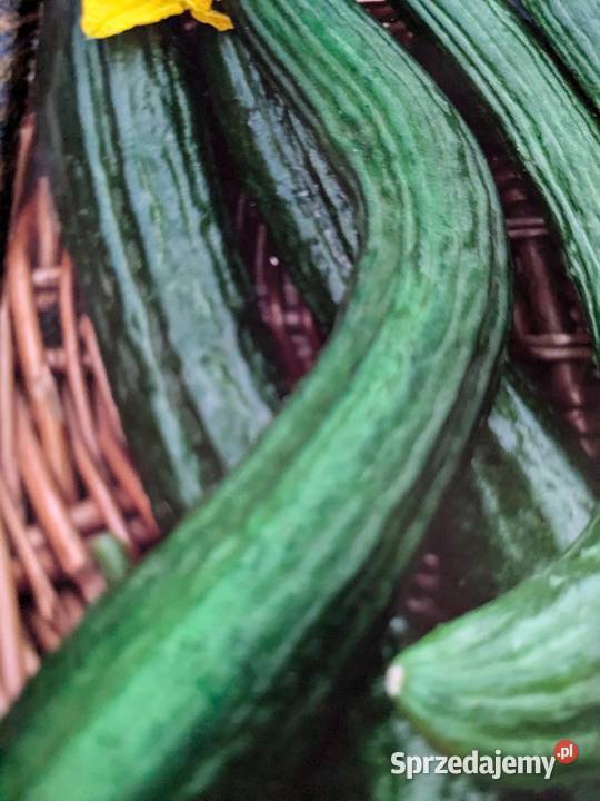 Ogórek wężowy Chiński nasiona kolekcja pokarm Nasiona Kraków