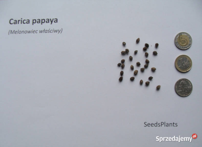 MELONOWIEC WŁAŚCIWY Carica papaya NASIONA 6000 Lubanie
