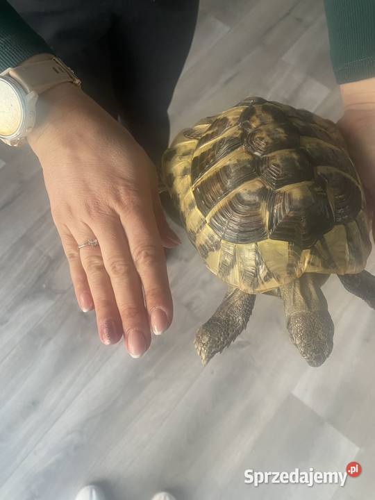 Żółw grecki