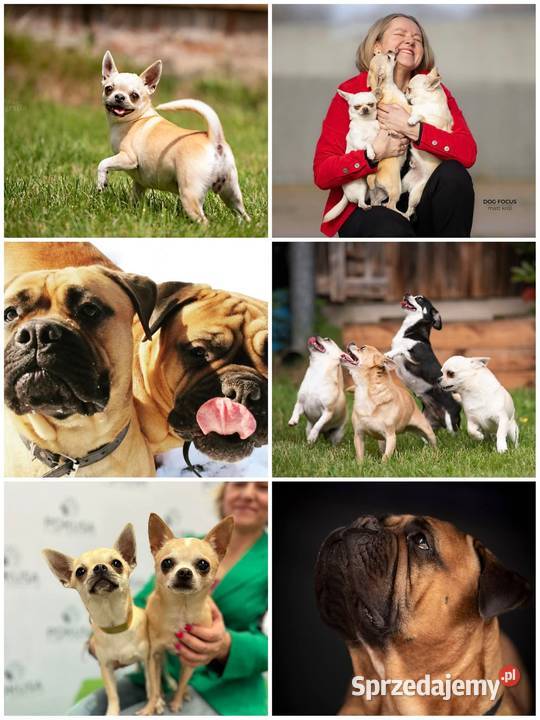 Chihuahua Ch SZCZENIĘTA rodowód FCI Wwy Duży Dół