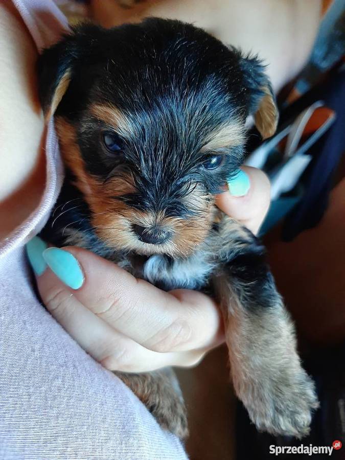 Okazja Yorkshire terrier