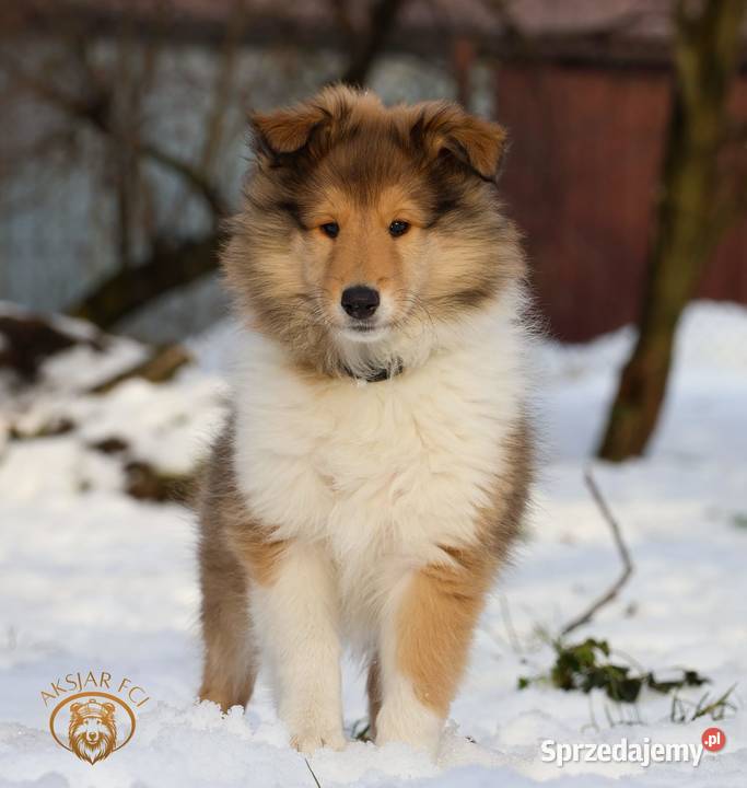 Owczarek Szkocki Collie Kokotów