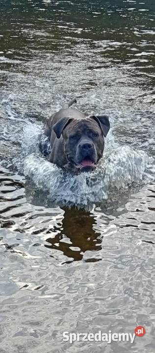 Reproduktor Amstaff Warszawa