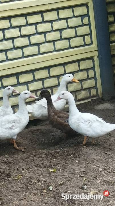 Duże kaczki odchowane tegoroczne mazowieckie