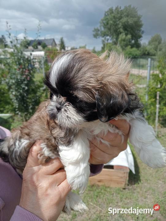 Shih tzu śliczna dziewczynka